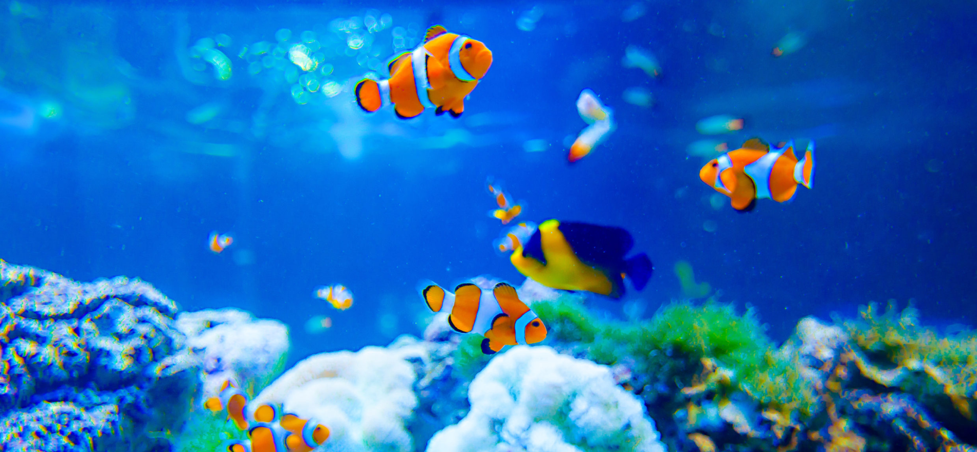 決定❗★高級熱帯魚水槽★九州圏配送対応 決定❗☆高級熱帯魚水槽☆九州圏配送対応